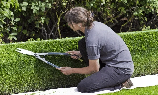 landscaping-outdoor-care